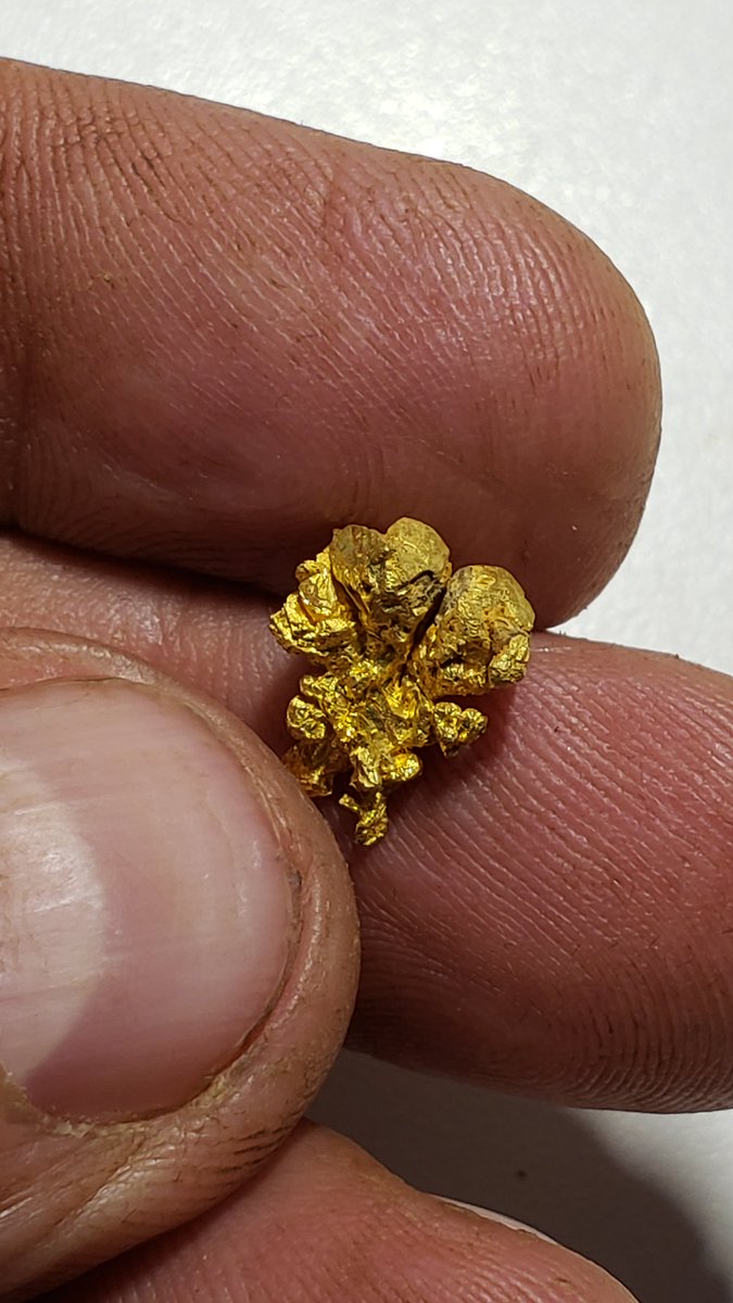 's tweet image. Just a few of the very beautiful gold crystals from the Colorado quartz mine that we got last year. Watch the website as I will be posting these for sale in the very near future :-) #goldbay #paydirt #digginggold #mining #mlgdave #raregold #californiagold