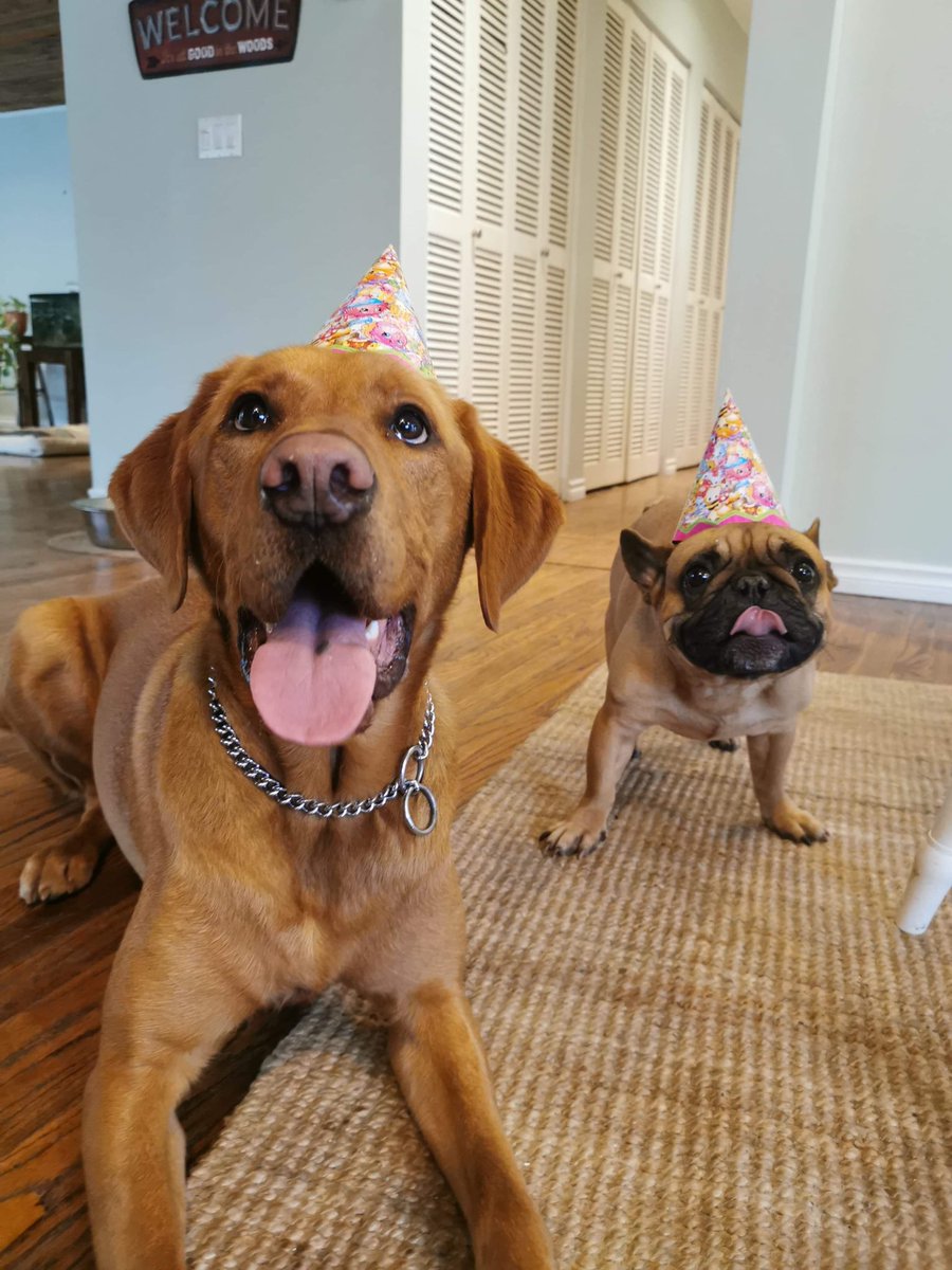 MVTP_Media's tweet photo. Happy Birthday to @TransitPolice explosive detection dog Blaze. He’s enjoying a well earned day off and undoubtedly being spoiled by his human partner Cst. McGuinness. #K9 #PDS https://t.co/Ocjaw56zqT