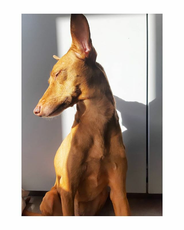 silfpires's tweet photo. Chico ❤ #pharaohhound
.
.
.
#doglover #cutedogs #doggy #dogsofinstgram #doglife #dog #doggie #dogs_of_instagram #dogstagram #dogsofinstaworld #dogsofig #ilovemydog #dogmom #dogslife #doglovers #dogsofinsta #dogsofinstagram #instadog #doglove #dogs #doggo #dogsitting #dogofth… https://t.co/P7toCe9aBU