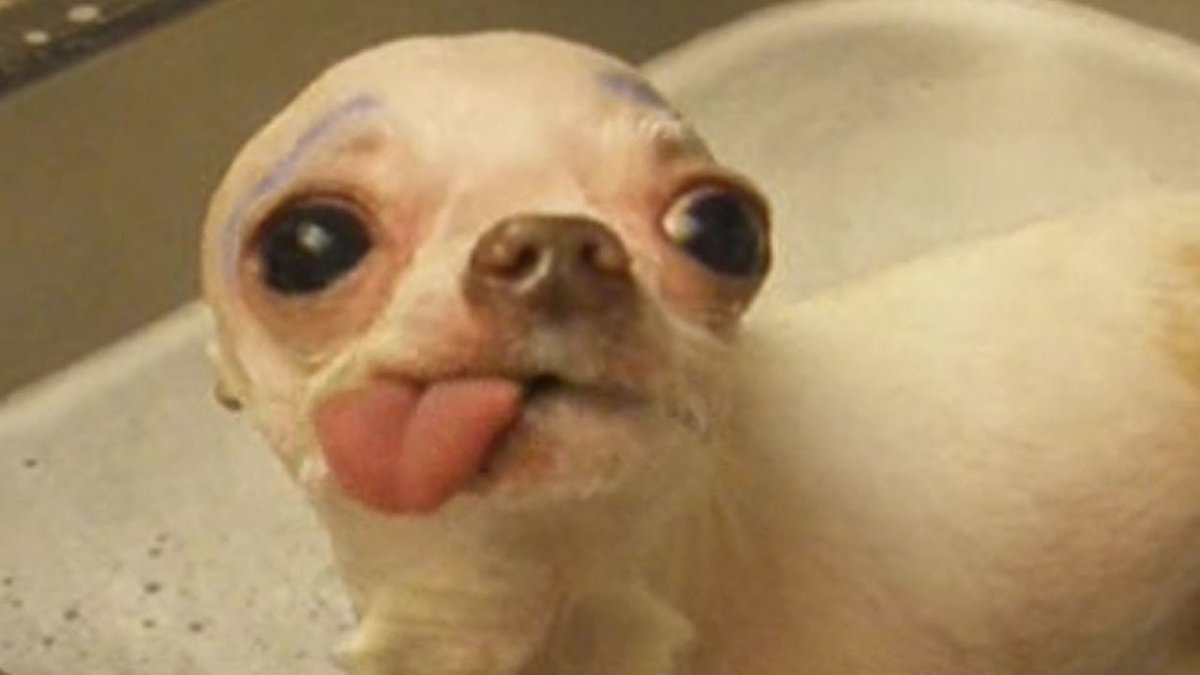 PattonJodie's tweet photo. 10 past 11 and I’m sat googling “animals with there tongue out” 😂😂 https://t.co/KDseQrj3Rs