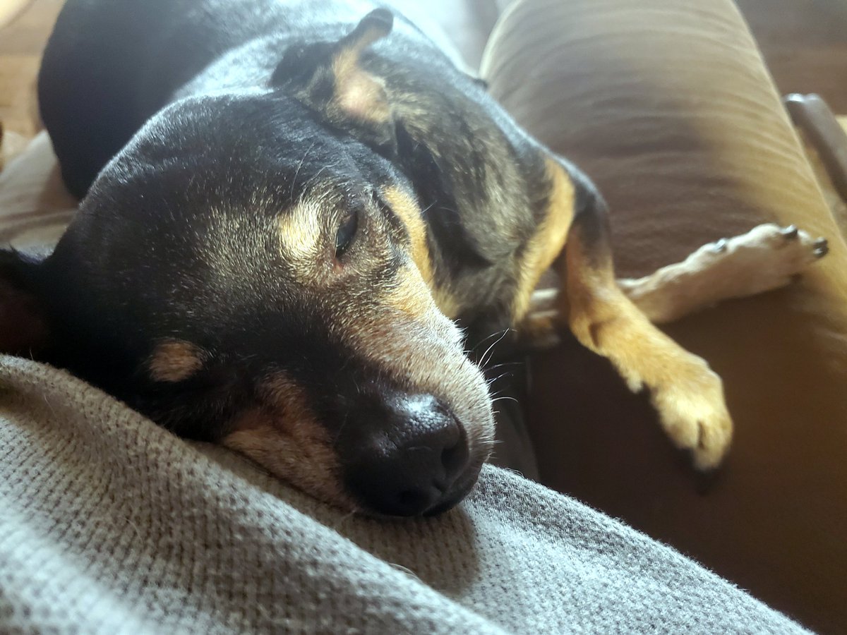 PugHollow's tweet photo. Cam-I-Ham is feeding me some serious cheese this evening. #cheezhound #toothrottingfluff #dogsoftwitter https://t.co/3hlI1B64ko