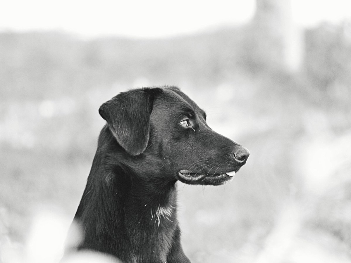 fbsanches's tweet photo. #dog #photograph #animal #photooftheday #photo #photographer #blackandwrite #bw #close #canon #yourshotphotograph #eos #nature https://t.co/HSwZtTZb16