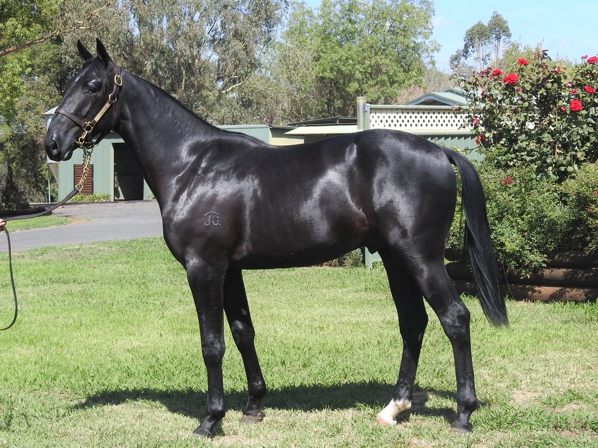 SuccessStud's tweet photo. Introducing "Bertie"
Lot 722 @AustPacingGold Sydney sale
Bettors Delight from Libertybelle Midfrew nz ($640,497)
#2020yearlingsofsuccess #successbreedssuccess #52yearsofsuccess #ourbrandyoursuccess
@WoodlandsStudNZ https://t.co/skLNJFvzWi