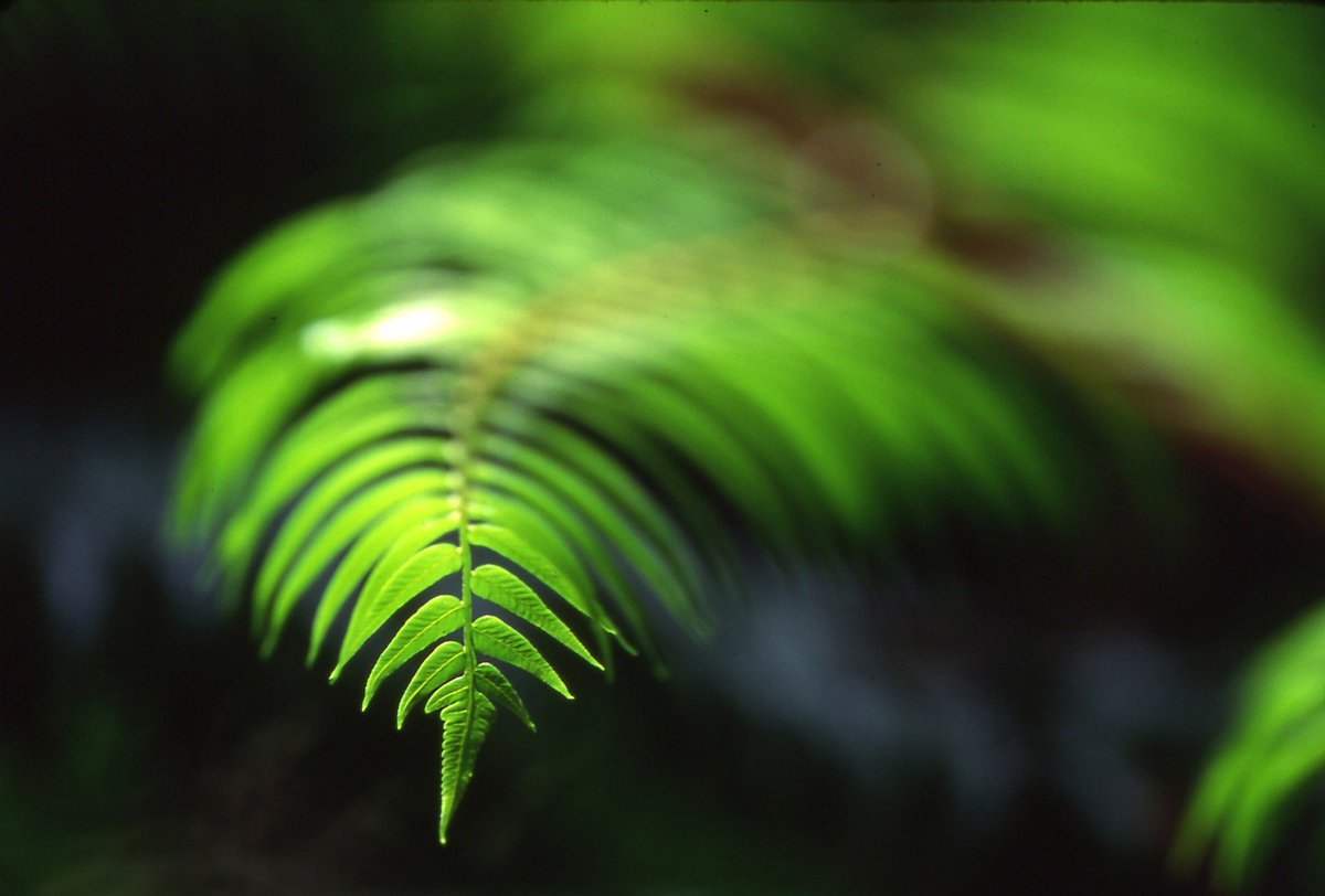 shinsawano's tweet image. Fern sprout in Izu Peninsula, Japan

伊豆高原の林道で見かけたシダの新芽

#japan #fern #fernleaf #shinsawano #harmographer #green #greenleaf