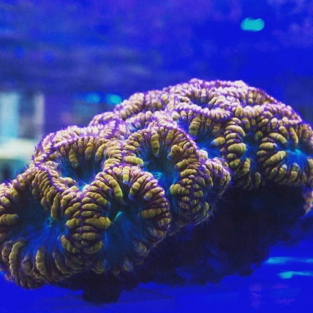Although Cairns is getting greener thanks to the heavy downpours we’ve experienced over the past few days, we are feeling pretty golden on this fine Monday morning 🤩💧
.
.
.
#allmymoneygoestocoral #blastomussa #blastomussacoral #blastomussawellsi #lps… ift.tt/2HNPM2f