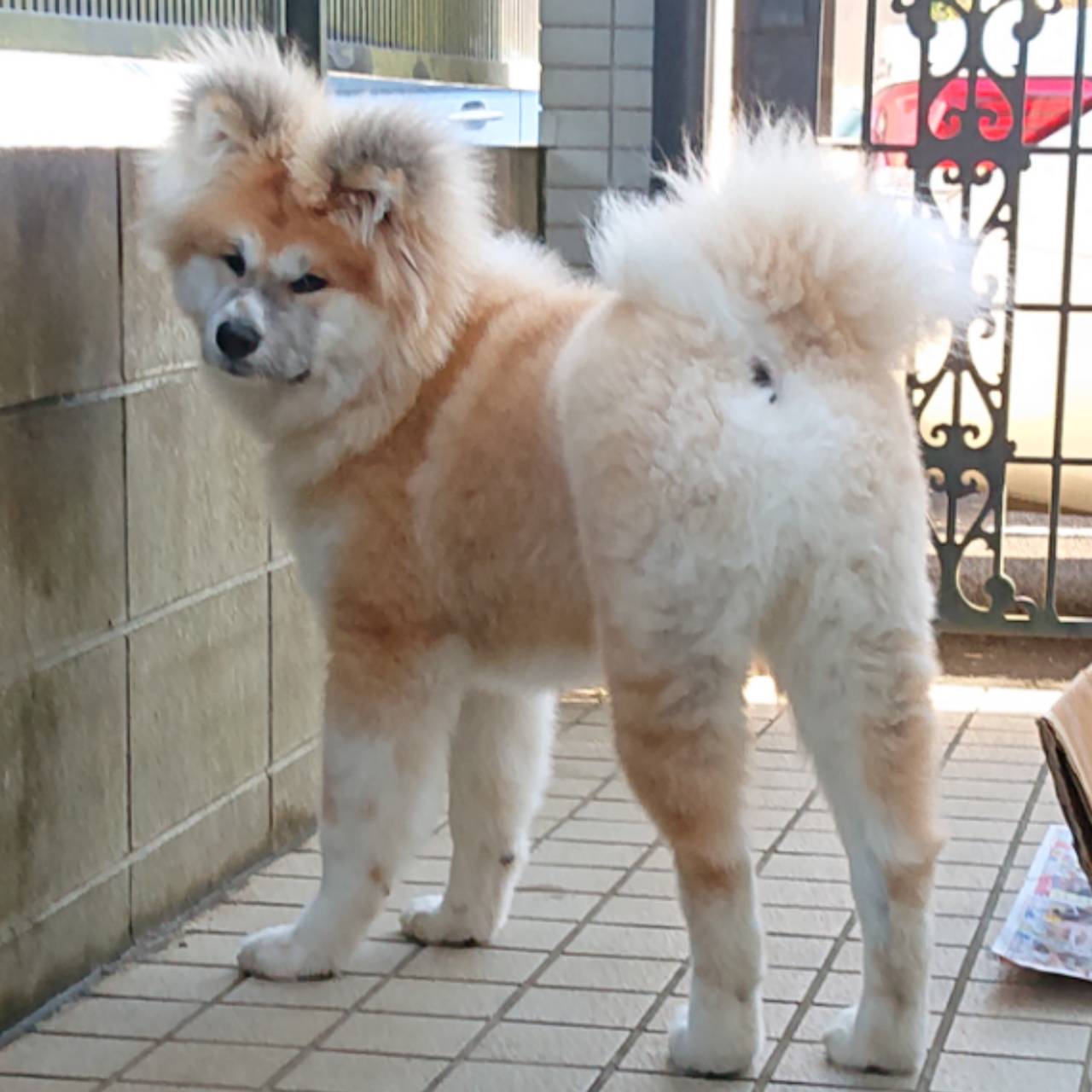 Mizuコアラ 秋田犬けんちゃん 秋田犬 長毛種 Takeさんも お耳フサフサふわふわで かわいですね ケンちゃんも ふわふわ みな 触りたがります 桃尻カットしましたが わかります T Co Xya3zev2k2 Twitter