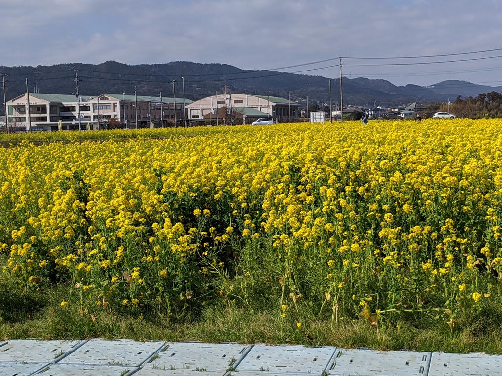 RDRider2's tweet photo. 鴨川の菜な畑に来ました。
見頃は過ぎてるみたいですがまだまだ綺麗です。

#CBR250RR #鴨川 #菜の花 https://t.co/bM8SR8HkOz