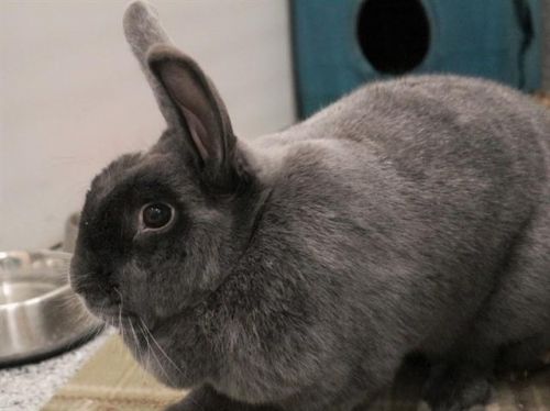 Elsa is an adult bunny rabbit/American mix from #FruitHeights, UT ...