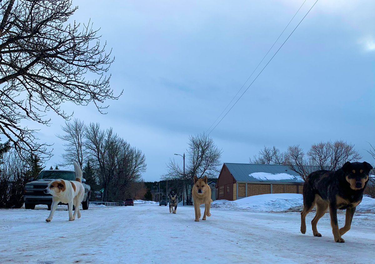 kayjecks's tweet image. #rezDogs