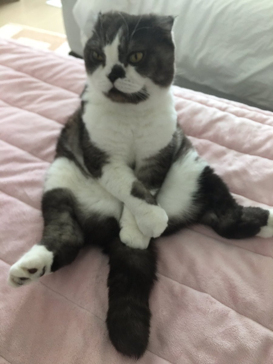 honeybinggot tweet media