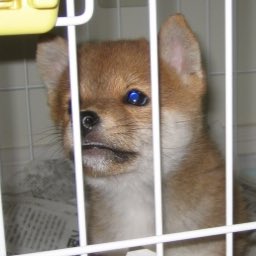 Tonaitooさん がハッシュタグ 柴犬 をつけたツイート一覧 1 Whotwi グラフィカルtwitter分析