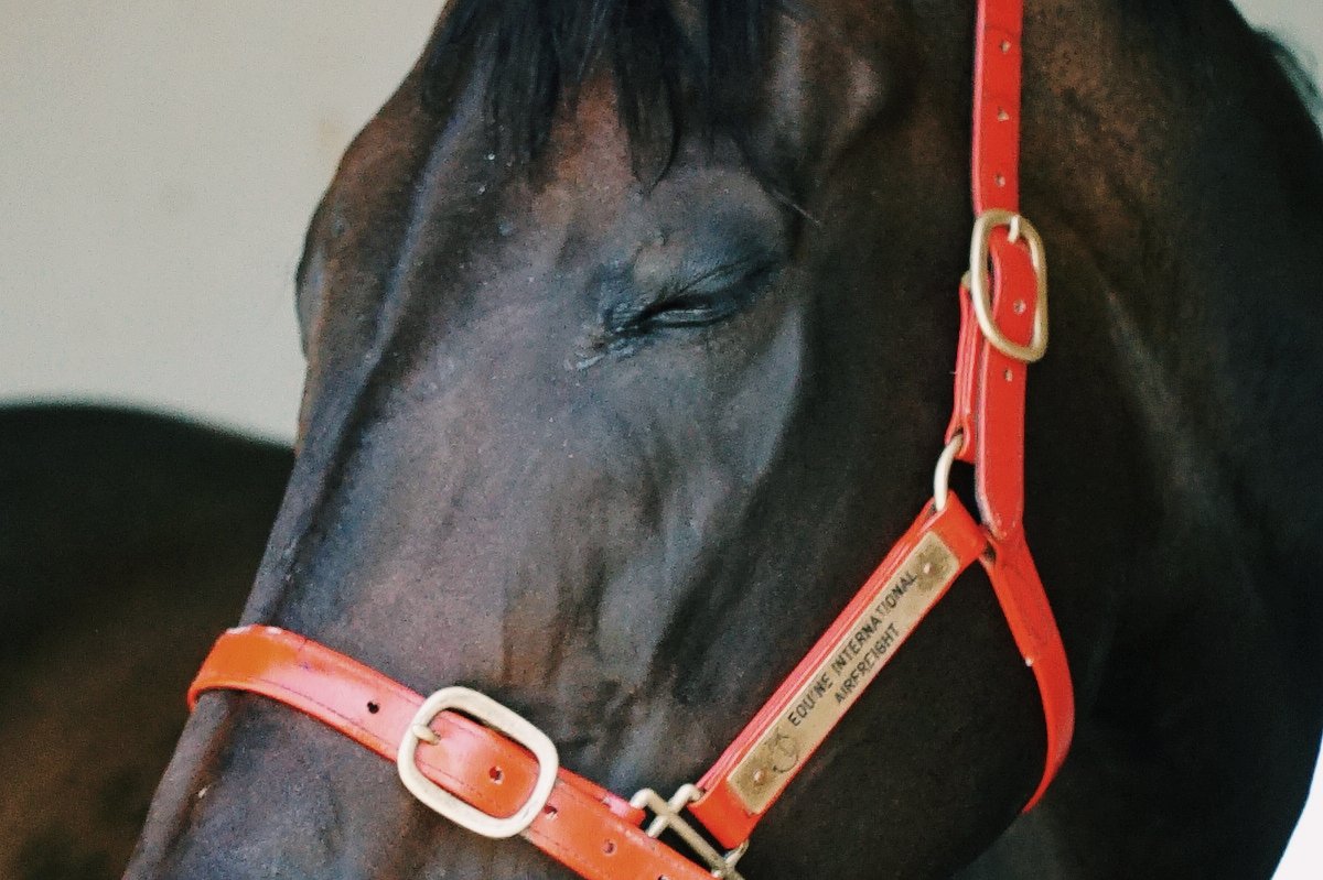 Picsbypark's tweet photo. Sleepy Mondays 😴 #blackcaviar https://t.co/TzduDFCpg5