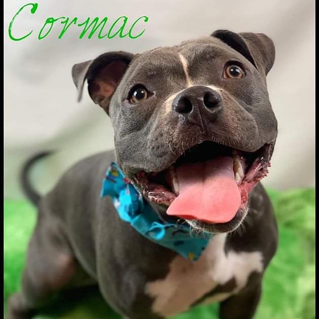 LCPitCrew's tweet image. Adorable adoptable!