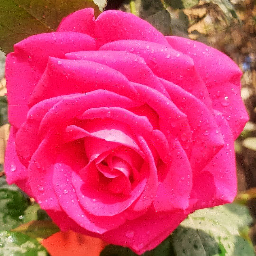 SumitRa36196968's tweet photo. ###naturelover ##naturephotography Love this ###Redminote8pro love this camera performance.....👍👍 https://t.co/AHcZkI3jQb
