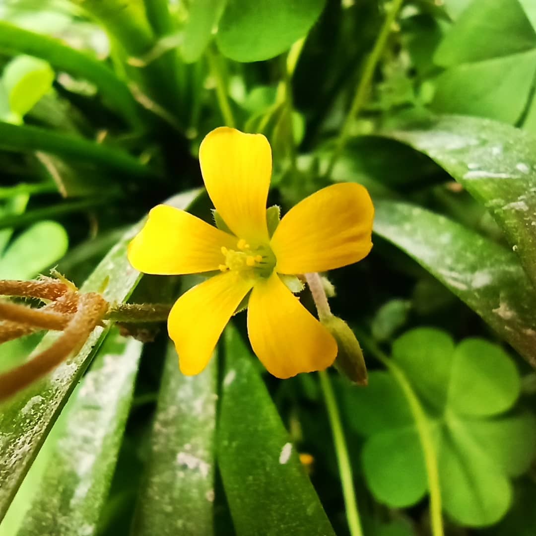 SumitRa36196968's tweet photo. ###naturelover ##naturephotography Love this ###Redminote8pro love this camera performance.....👍👍 https://t.co/AHcZkI3jQb