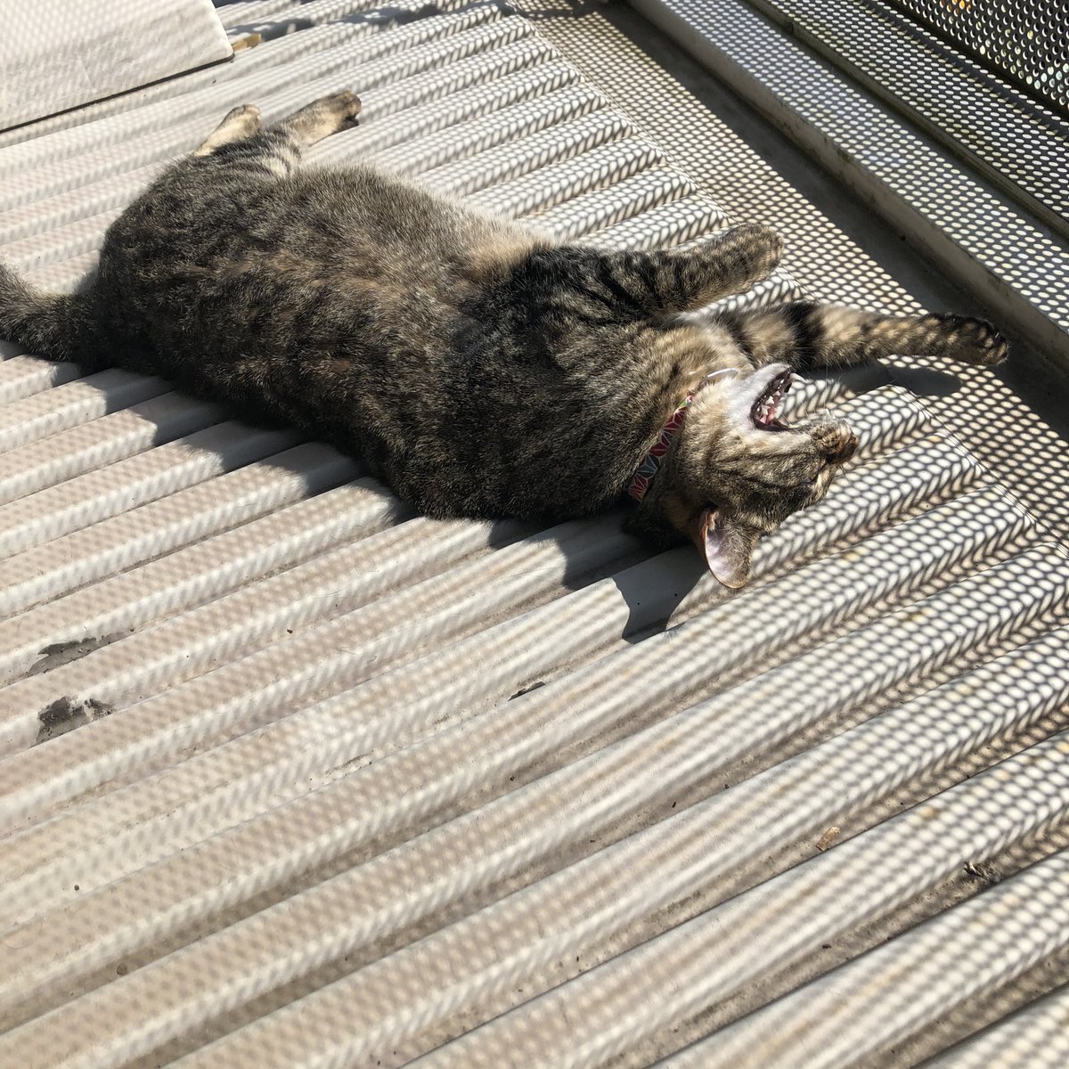 春の晴天のベランダを満喫し尽くす猫 