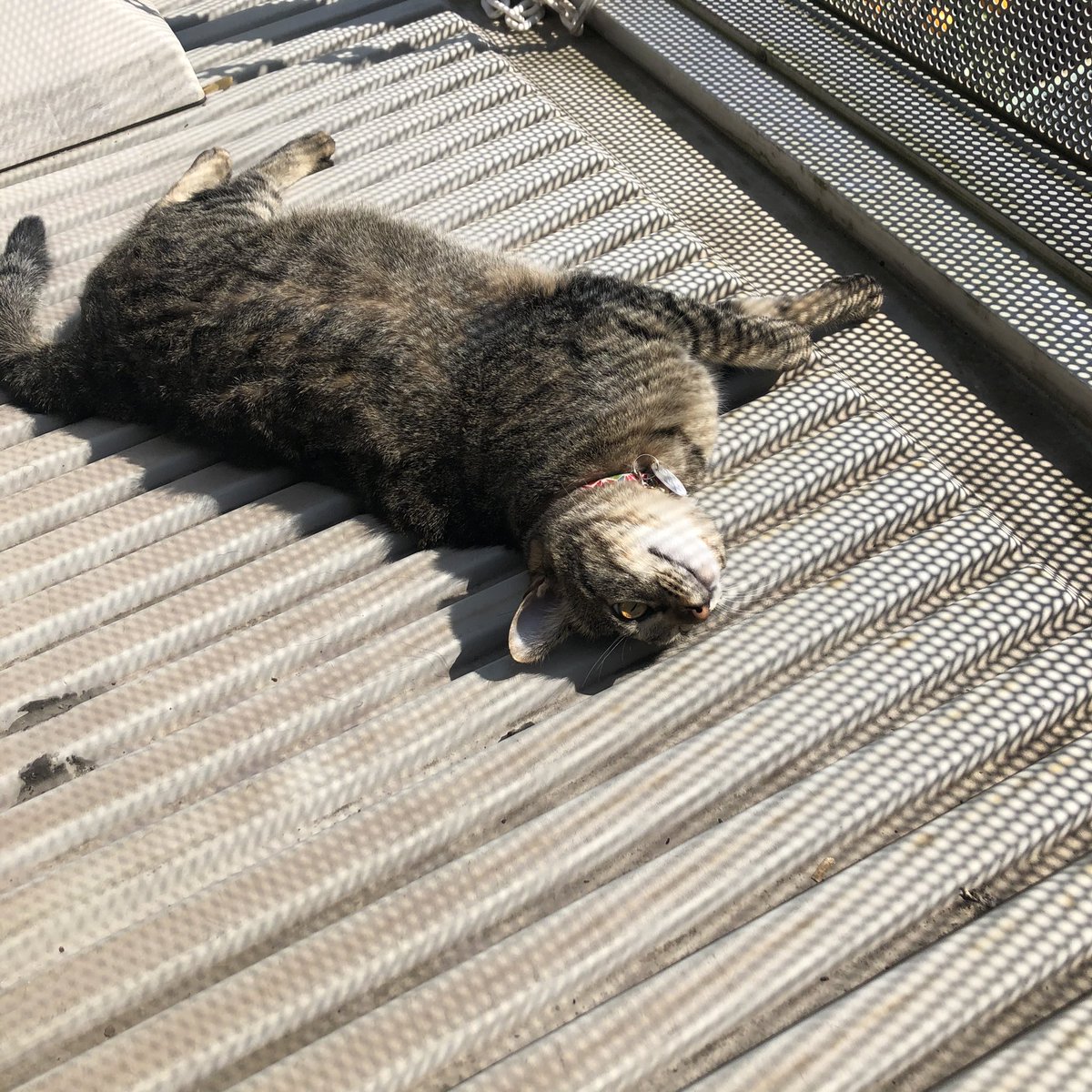 春の晴天のベランダを満喫し尽くす猫 