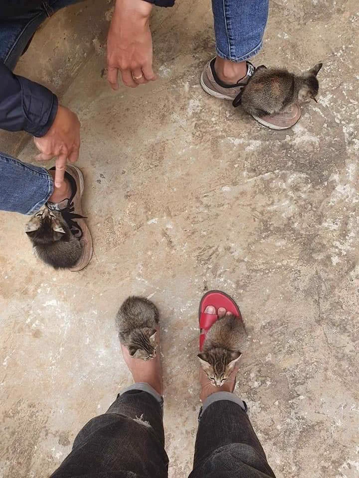 【癒し系子猫】こんな事されたら絶対に連れて帰っちゃうやつです