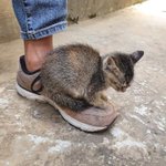 【癒し系子猫】こんな事されたら絶対に連れて帰っちゃうやつです