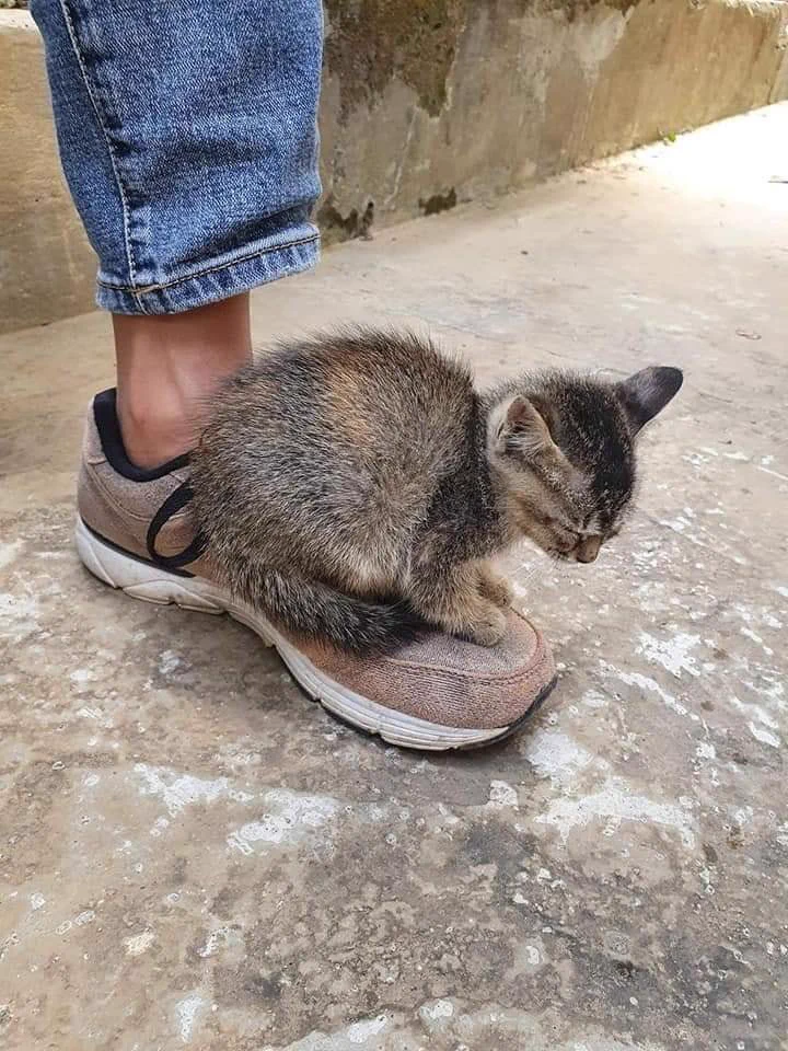 【癒し系子猫】こんな事されたら絶対に連れて帰っちゃうやつです