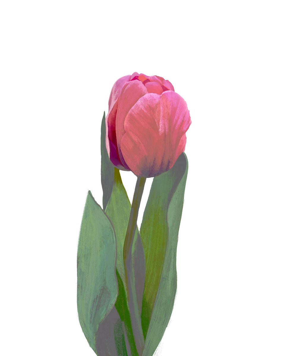 flower still life no humans simple background white background tulip leaf  illustration images