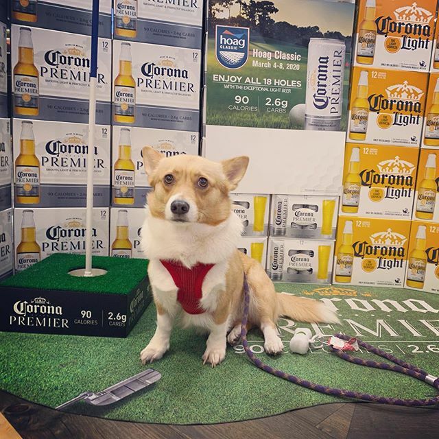 ... I really don’t want to be known as the #coronacorgi .
.
.
.

#coronavírus #corona #corona🍺 #coronao #coronation #beer #beerstagram #corgi #corgiaddiction #corgiadventures #corgicommunity #corgi_ig #corgisofinstagram #coronapremier #coronapremier🍺… ift.tt/2SWdSy9