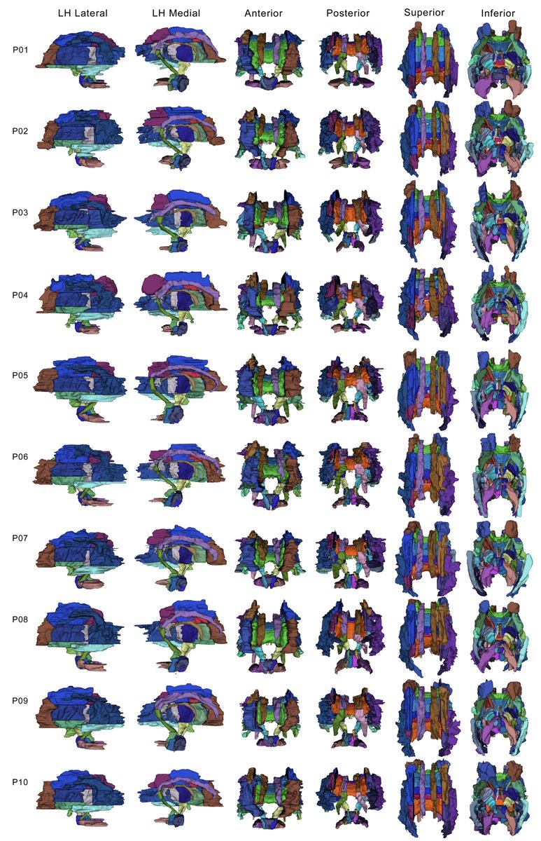 This atlas contains 54 manually parcellated white matter regions, &amp; is also downloadable combined with the M-CRIB 2.0 whole-brain atlas. Huge thanks to Sarah Yao and everyone involved @claireekelly_ <a href="/garedaba/">Gareth Ball</a> <a href="/L1L_BRAIN/">Dr Lillian G Matthews 🧠</a> <a href="/ParkvilleGeek/">@parkvillegeek</a> <a href="/ProfLexDoyle/">Prof Lex Doyle AO</a> <a href="/AliciaSpittle/">Alicia Spittle</a> <a href="/DeanneThompson/">Deanne Thompson</a>