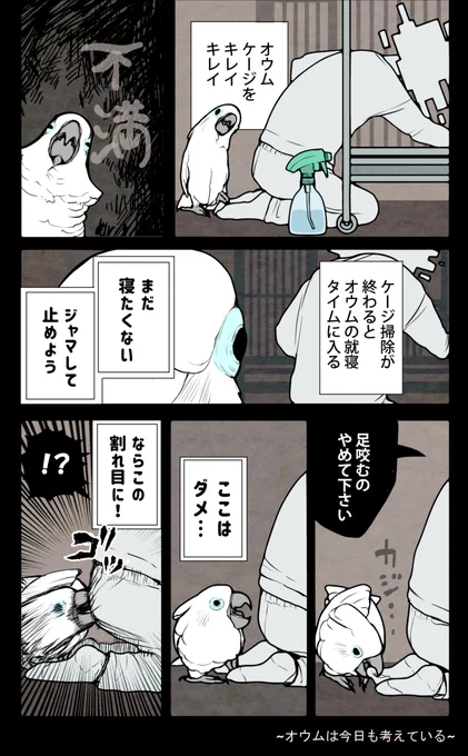 「足を噛まないで」は伝わりましたが…衝撃で深く割れてしまいました。#漫画 #オウムは今日も考えている 