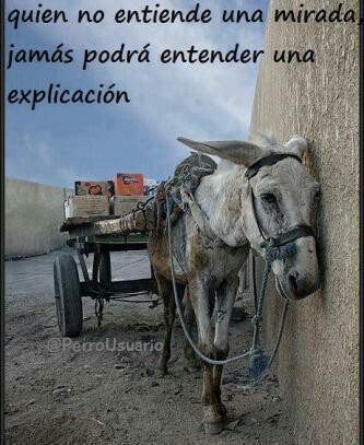 PerroUsuario's tweet image. Si no te conmueve la mirada de un ser inocente que solo puede expresarse a través de ella, entonces te sugerimos que revises a ver qué tienes en el pecho en lugar de corazón    #YaBastaDeMaltratoAnimal