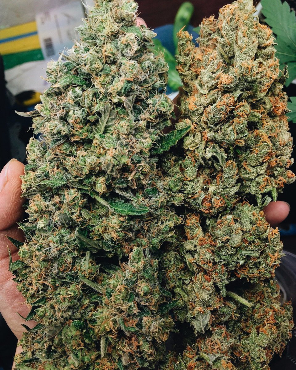 plugdrug720's tweet photo. Contact via: 
Snap//plugdrug_josue wickr//plugdrug720

#uktourist #bellevilleparis #bellevillecafepub  #bellevilleboots #bellevillehighschool #bellevillemi #bellevillestreetart #downtownbelleville #bellevilleillinois #bellevillehills #bellevillela https://t.co/mt5lQsyXLL