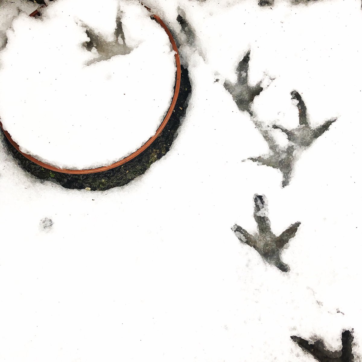 EggPuddingStone's tweet image. Well that was a surprise! ⛄️❄️🥶🐓 #snow #uksnow #cumbria #lakedistrict