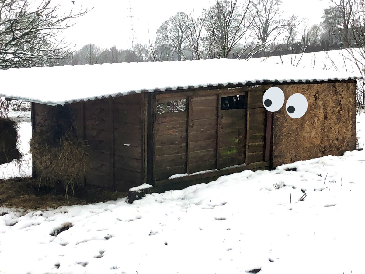 EggPuddingStone's tweet image. Well that was a surprise! ⛄️❄️🥶🐓 #snow #uksnow #cumbria #lakedistrict