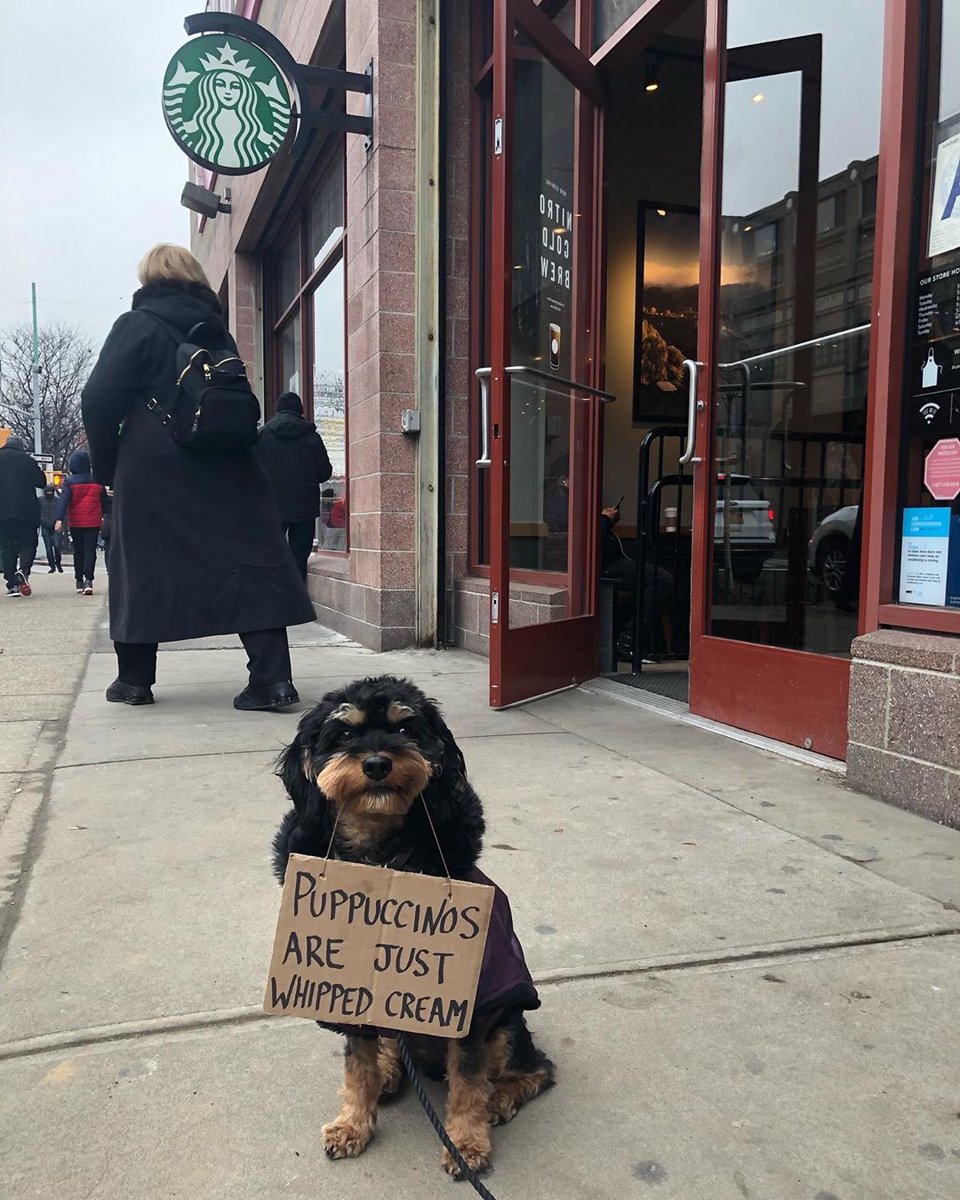WordSaladAU's tweet photo. Don't get us started on babyccinos. Looks like @dudewithsign isn't the only one saying the things everyone's thinking. 📸 @dogwithsign https://t.co/YeLlTM45bU