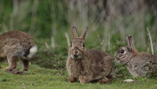 theuearabbit's tweet photo. UEA rabbits representing  👋 https://t.co/tSDc7xulwz