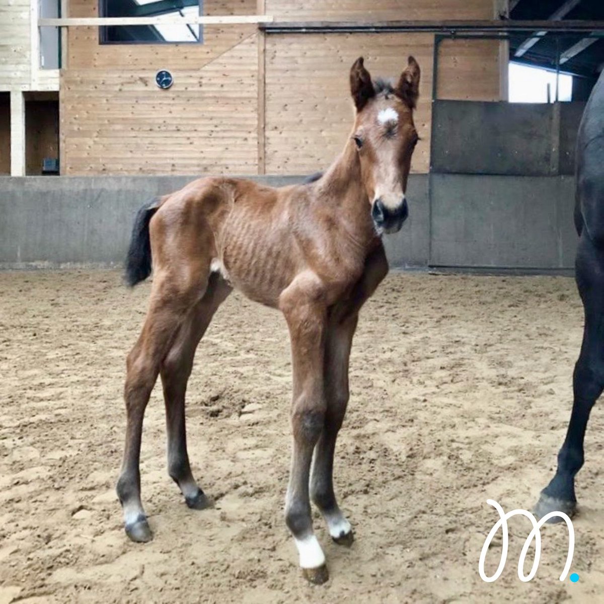 🌟FIRST FOAL 2020!🌟

A bay colt foal by Casall x Wie Wodka born on the 21st February. Both the foal and his surrogate mother are doing well.🐴💪🤩