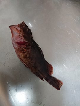 カサゴの塩焼きレシピ 美味しいと評判の高級魚のさばき方 焼き方は お食事ウェブマガジン グルメノート