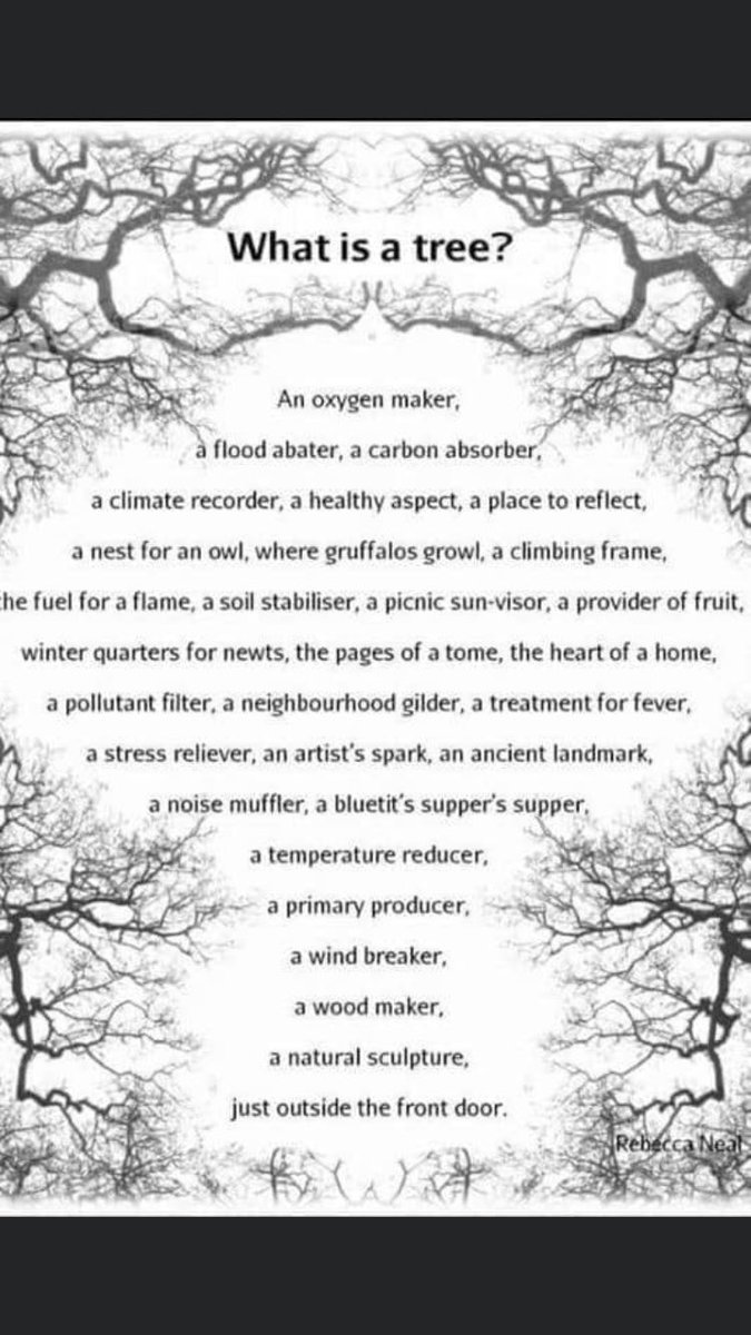 TreeStarGirl's tweet image. 