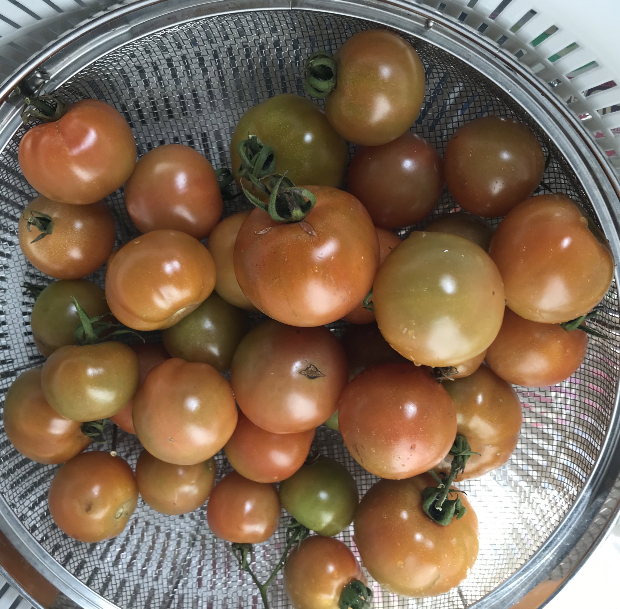 丸山宗利 Maruyama このトマトは先日の寒波と雪を無事に乗り切って まだたくさん実が成っている ただし真っ赤にはならないので ピンクになったら収穫して 室内で追熟させている T Co 4lgnbhkg2a Twitter