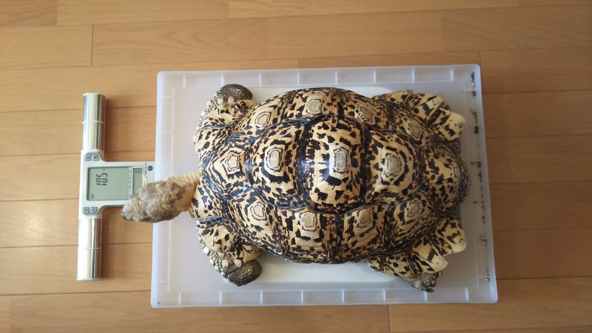 久しぶりに、かめちゃん🐢の体重測定。やっと10kgに到達。
去年は9.7kg。
#leopardtortoise