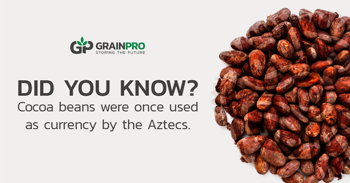 Aztecs Cocoa Beans