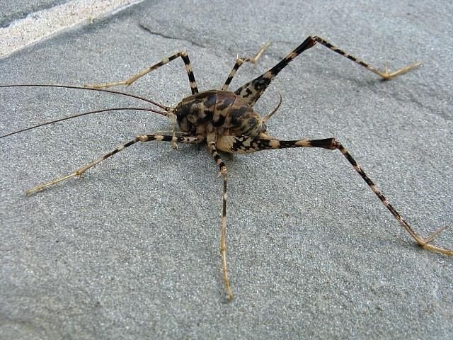 leahkiwi27's tweet photo. why tf is nobody talking about cave crickets???? Do you guys even understand that this fucking creature walks our earth and we’re okay with it?? I have had one-too-many traumatizing interactions with these  goddamn abominations and I want them gone. Now. https://t.co/UMxPLpyzXN