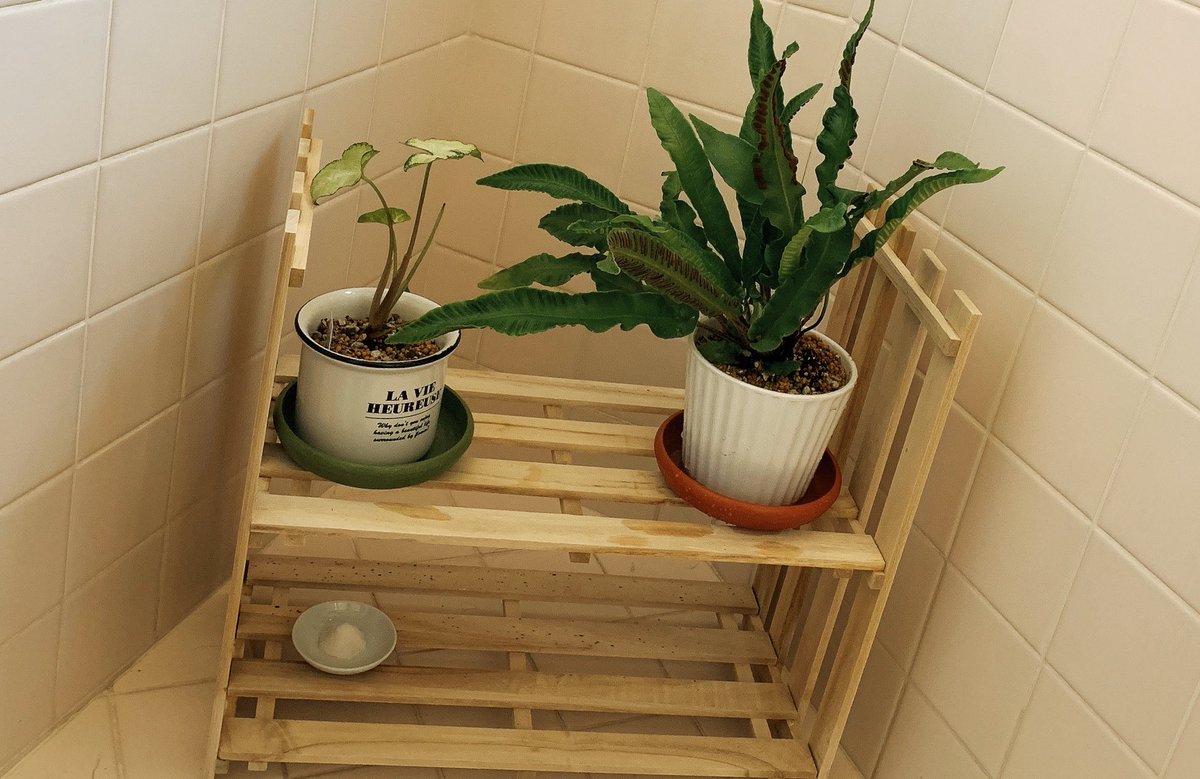 冷房乙子 麻雀 モンスト好き على تويتر ダイソーのすのこで野菜ラックつくった キャンドゥの小さいすのこで お風呂に置く観葉植物の棚作った 冷房乙子 麻雀 モンスト好き على تويتر ダイソーのすのこで野菜ラックつくった キャンドゥの小さいすのこで お風呂に置く観葉植物の棚作った