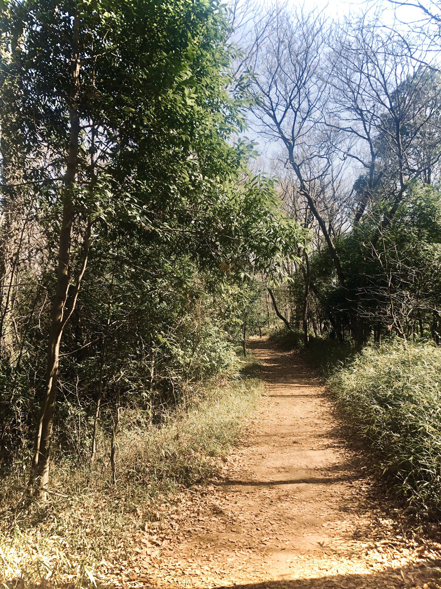 八国山緑地 Twitter Search Twitter