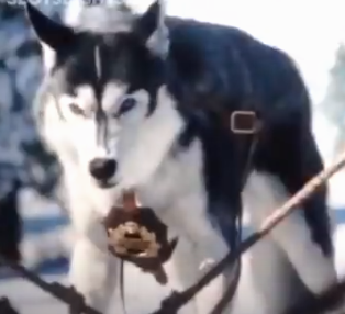 Holly In That New Call Of The Wild Movie There S A Villain Dog That Looks As Cartoonishly Evil As A Realistic Cgi Dog Can Possibly Look I Can T Find A