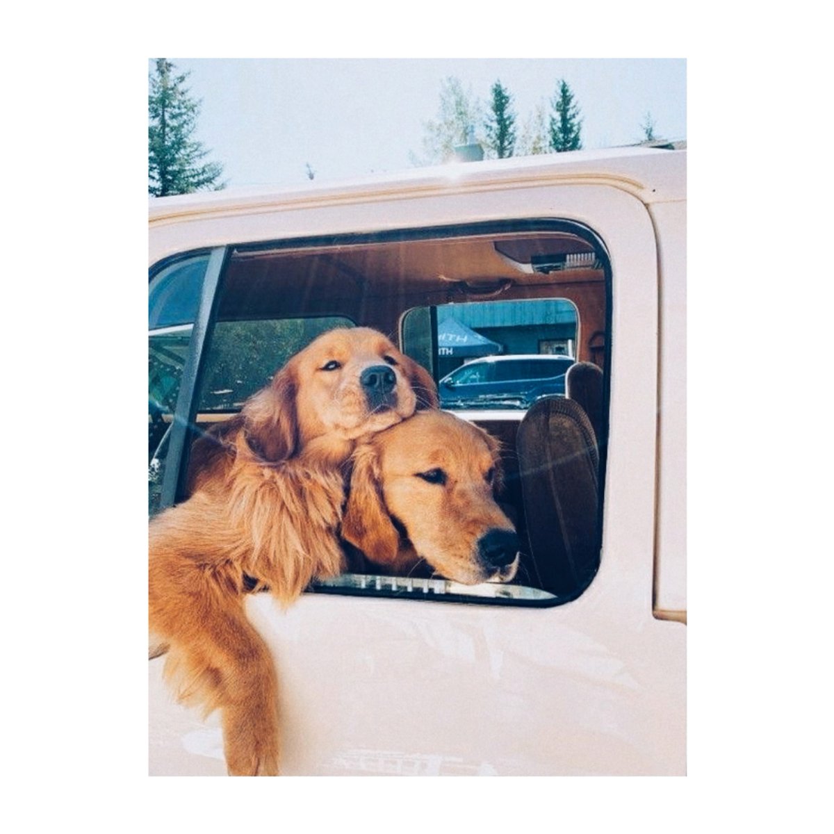 WeAre71Percent's tweet photo. Never too fast on a Monday ... 😌☀️#monddaymood #seventyonepercent 
#noanimaltesting #doglover #cutedog  #weekendmood #goldenretriever #sunlover #MondayMotivation #chien https://t.co/r0fAkDSSnT