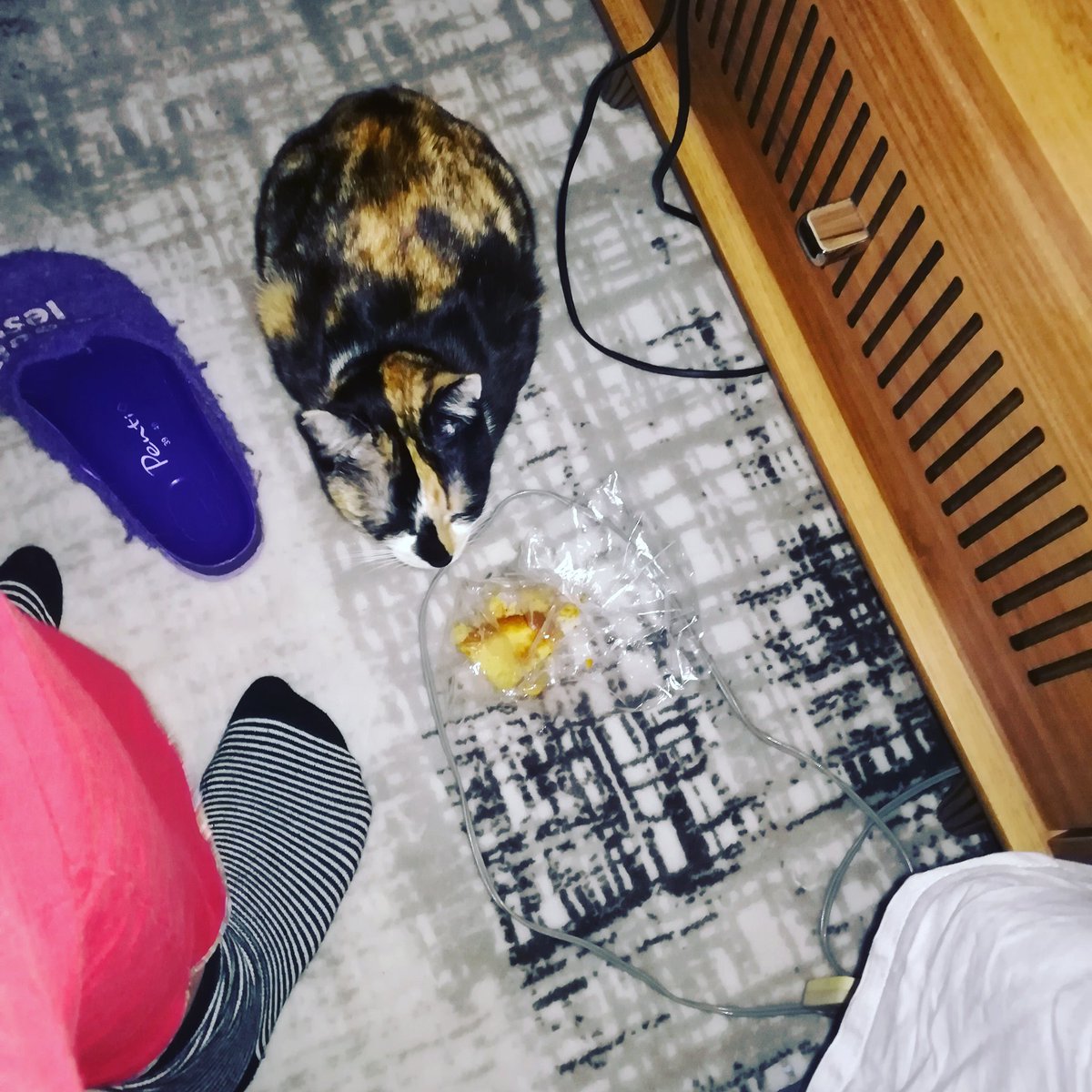 sonamazoncans's tweet photo. Ayağıma sabah kahvaltı getirmiş. Kedi gibi kedi.. #breakfast #kikireis #aliceiseverywhere https://t.co/xGDxDz2zKv