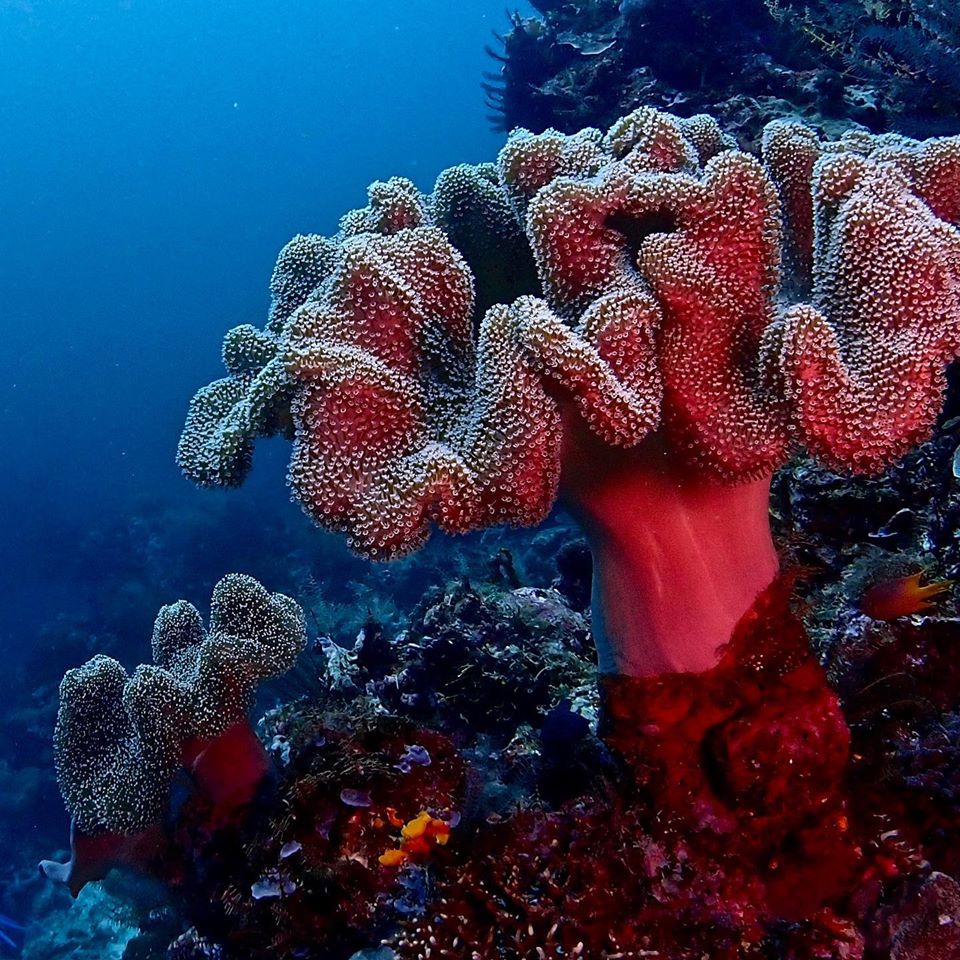 tryalltrips's tweet photo. Si estás preparando un viaje de #buceo este 2020 y crees que lo has visto todo... No te puedes perder #Sumbawa #Indonesia https://t.co/H4pjL1J1k8 https://t.co/DRAVfzMpu4