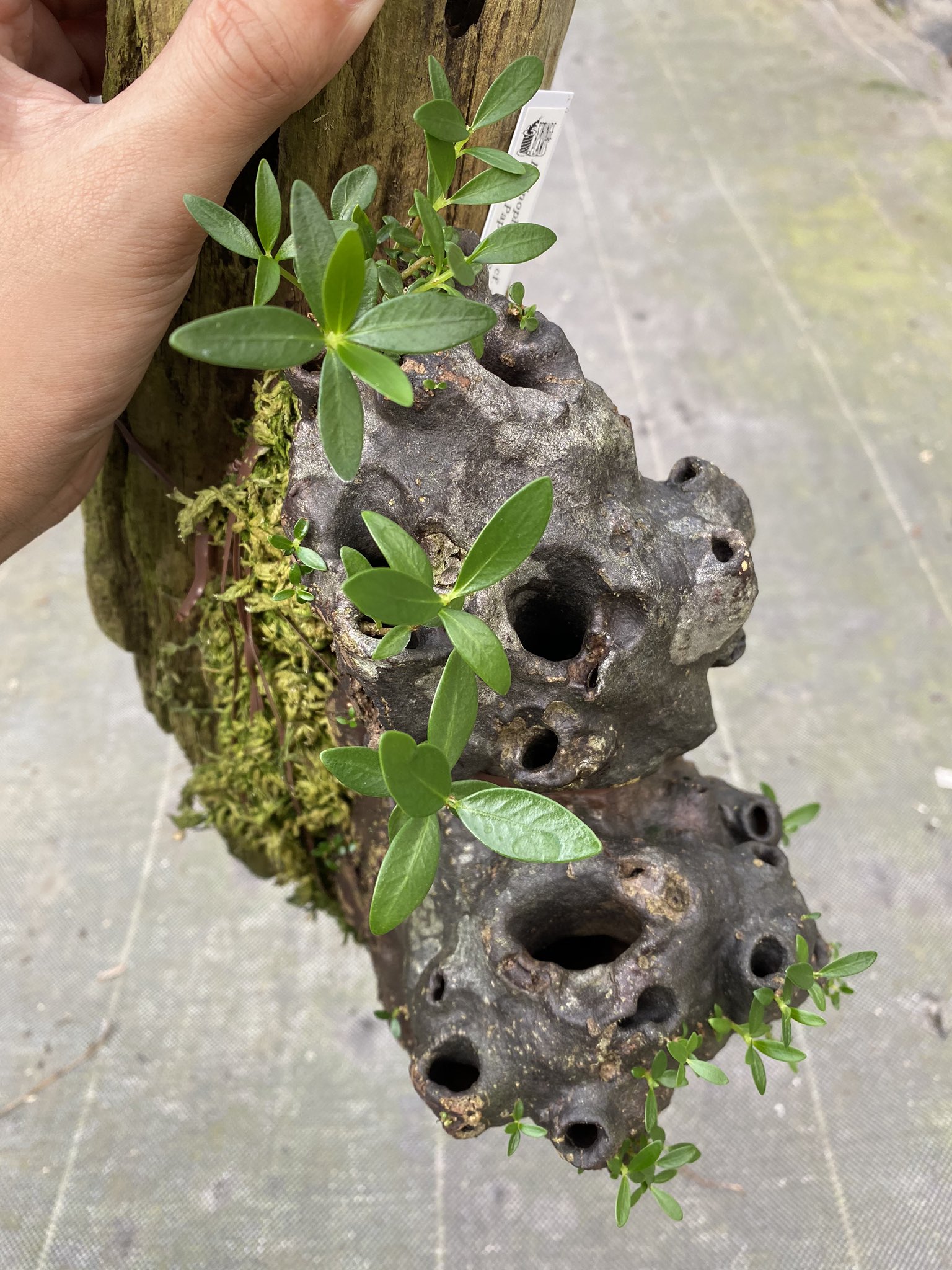 あり植物 Hydnophytum puffii 着生 あり植物 Hydnophytum puffii 着生 - メルカリ