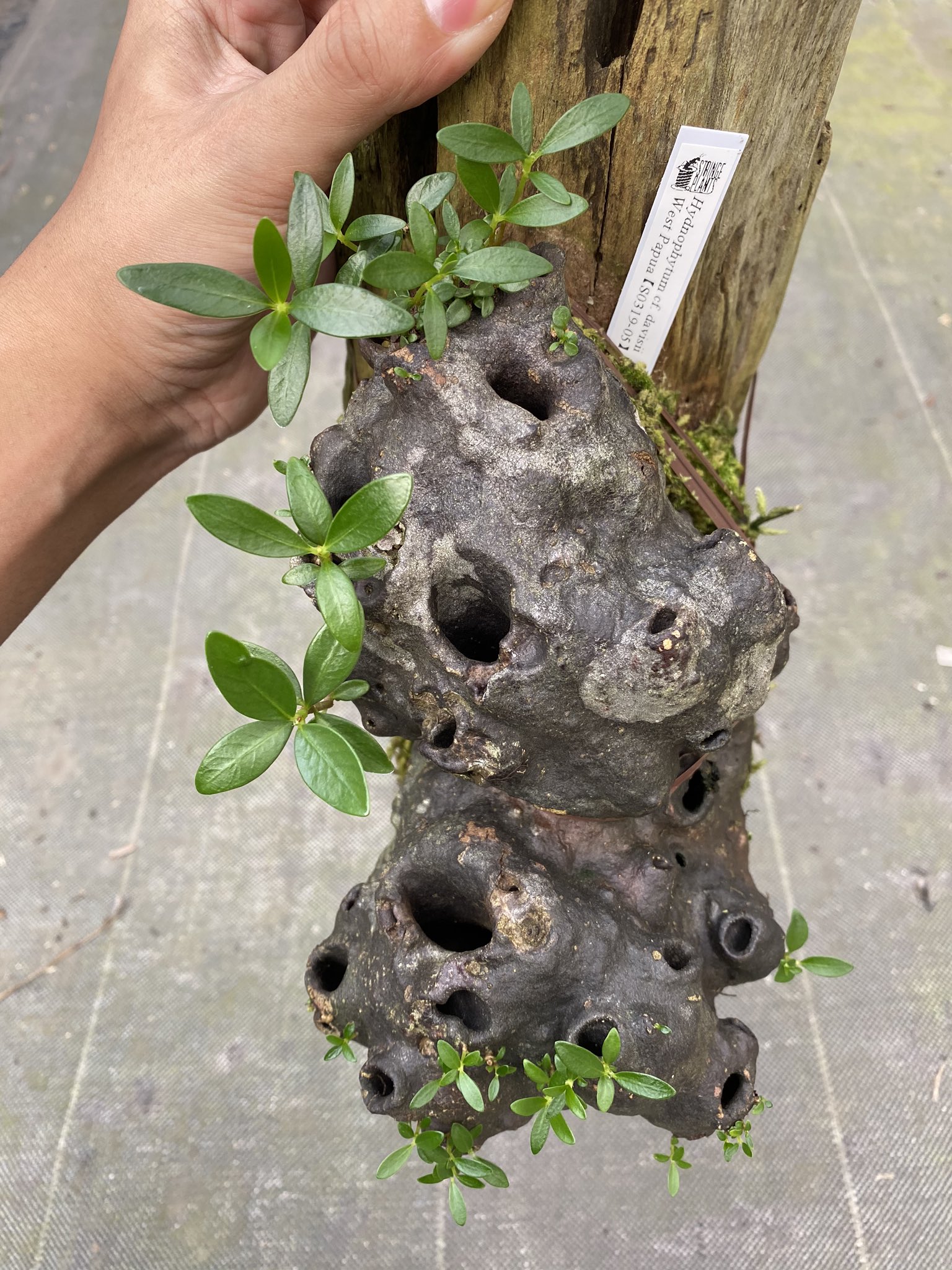 【アリ植物】伊藤蟻植物農園⭐︎ Hydnophytum. aff. ovatum itome@伊藤蟻植物農園 on X: 