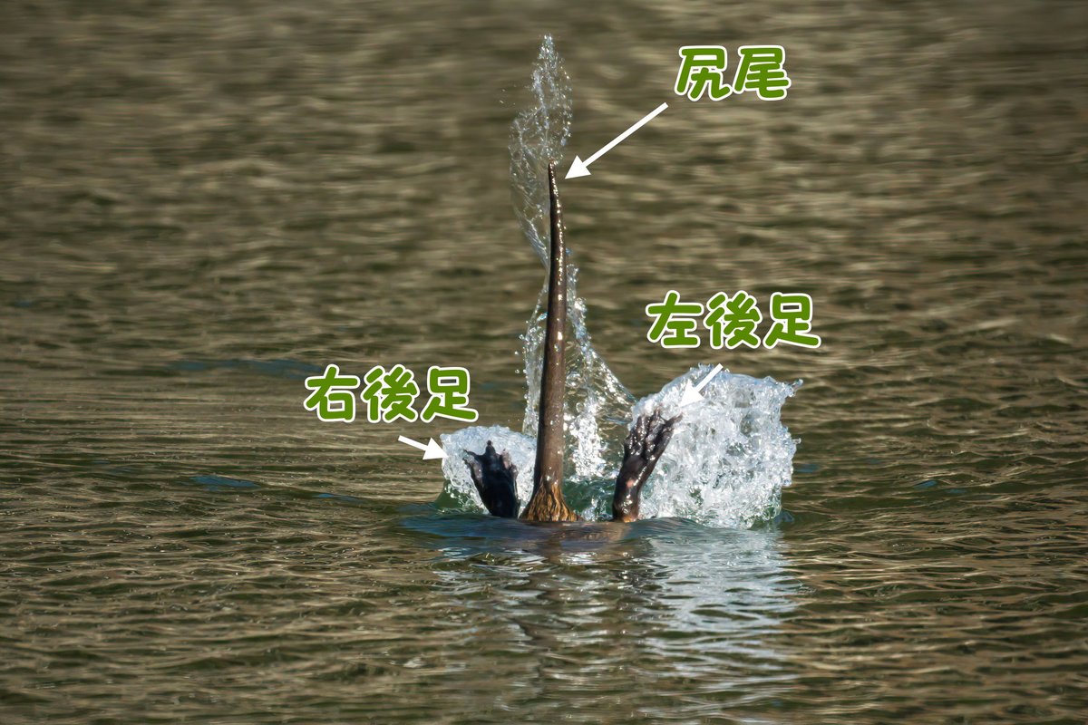 野鳥太郎 On Twitter 食べ物を探しに潜るヌートリアさん ヌートリア